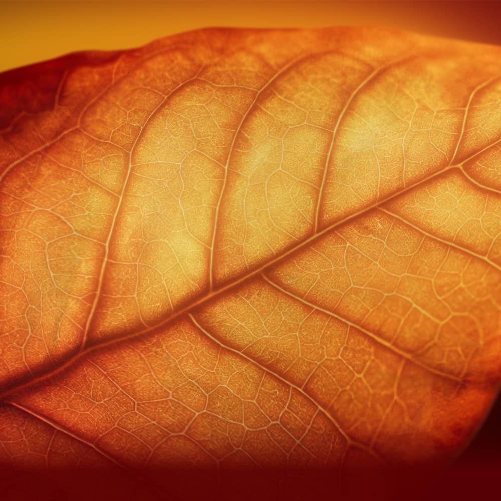 Close-up of an orange autumn leaf showing detailed veins and texture, with warm lighting highlighting the leaf’s intricate patterns.